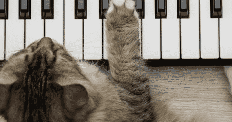 Est-ce que les Chats Aiment la Musique
