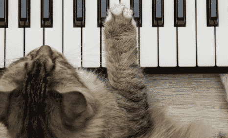 Est-ce que les Chats Aiment la Musique 