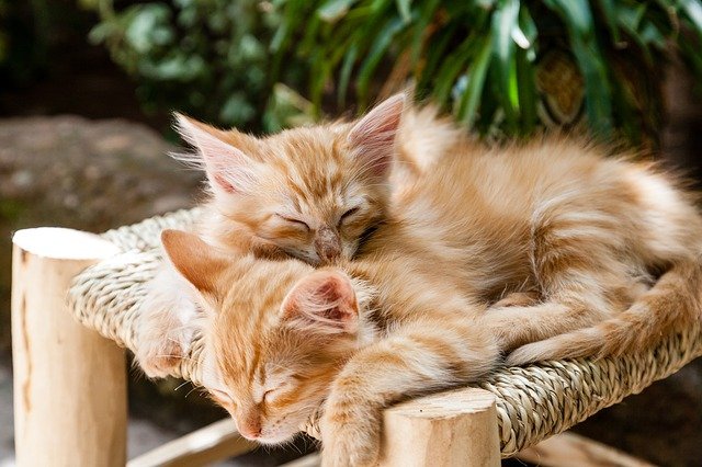 Pourquoi les Chats Dorment Autant