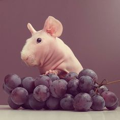 Est-ce que Mon Cochon d’Inde Peut Manger des Raisins ?