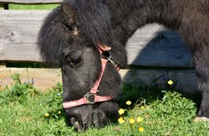 Tout ce que vous devez savoir sur les poneys et leurs soins