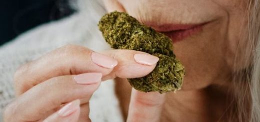 Le Parfum du CBD : Une Ressemblance avec l'Odeur de la Weed ? (Cannabis Légal)