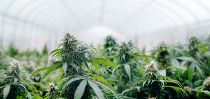 Les Principaux Pays Producteurs de Cannabis dans le Monde