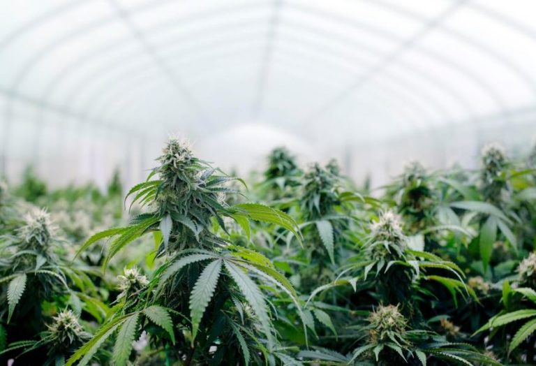 Transformer une plante de cannabis mâle en plante femelle